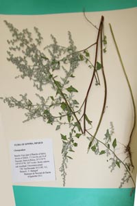 Herbarium Sheet of 